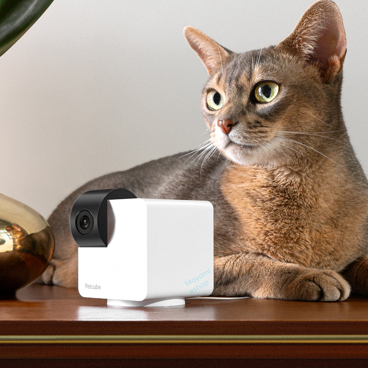 Petcube 寵物智能監控鏡頭 - Cam 360 ( 360°高清視野）